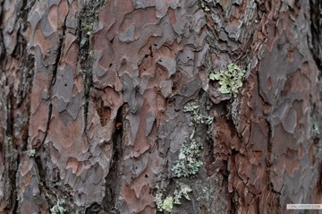 red pine bark