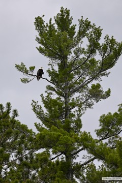 BWCA eagle