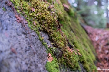 BWCA moss