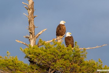 bald eagles BWCA Gabbro