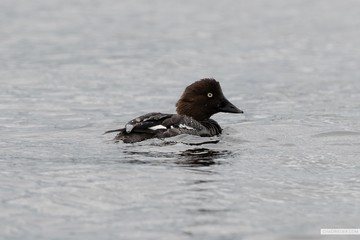 juvenile loon
