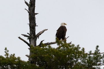 bald eagle BWCA
