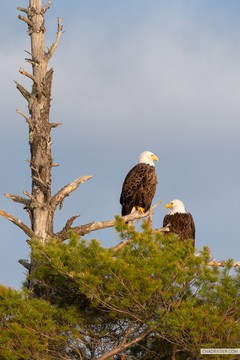 BWCA bald eagles