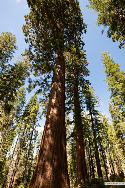 Yosemite Tuolumne Grove sequoia