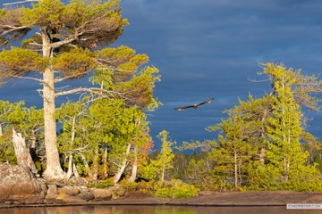Gabbro Lake eagle