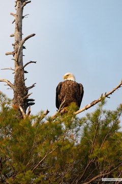 Gabbro Lake eagle