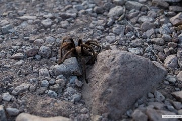 tarantula Lost Dutchman State Park