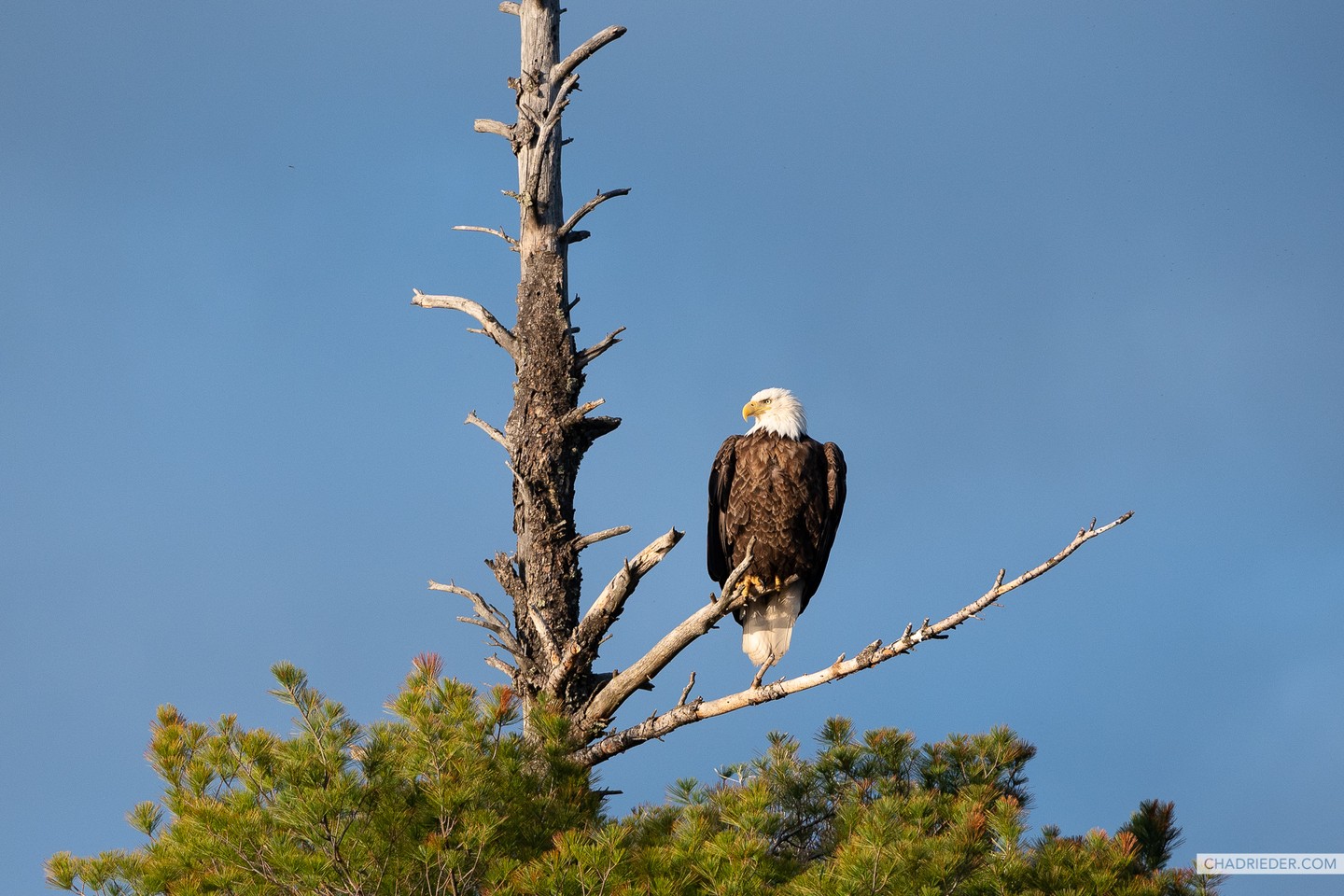 Boundary Waters bald eagle
