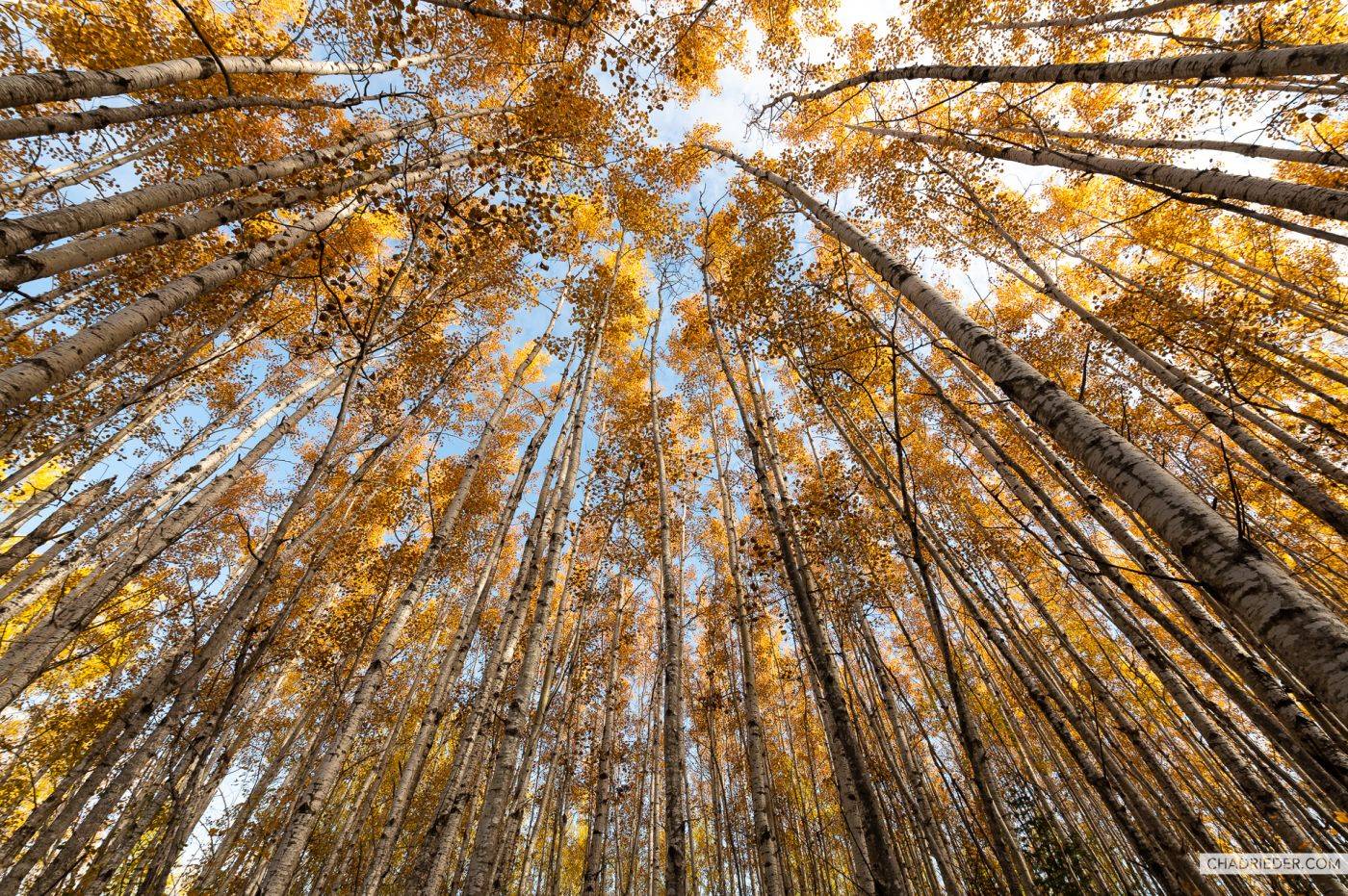 Minnesota birch forest fall colors