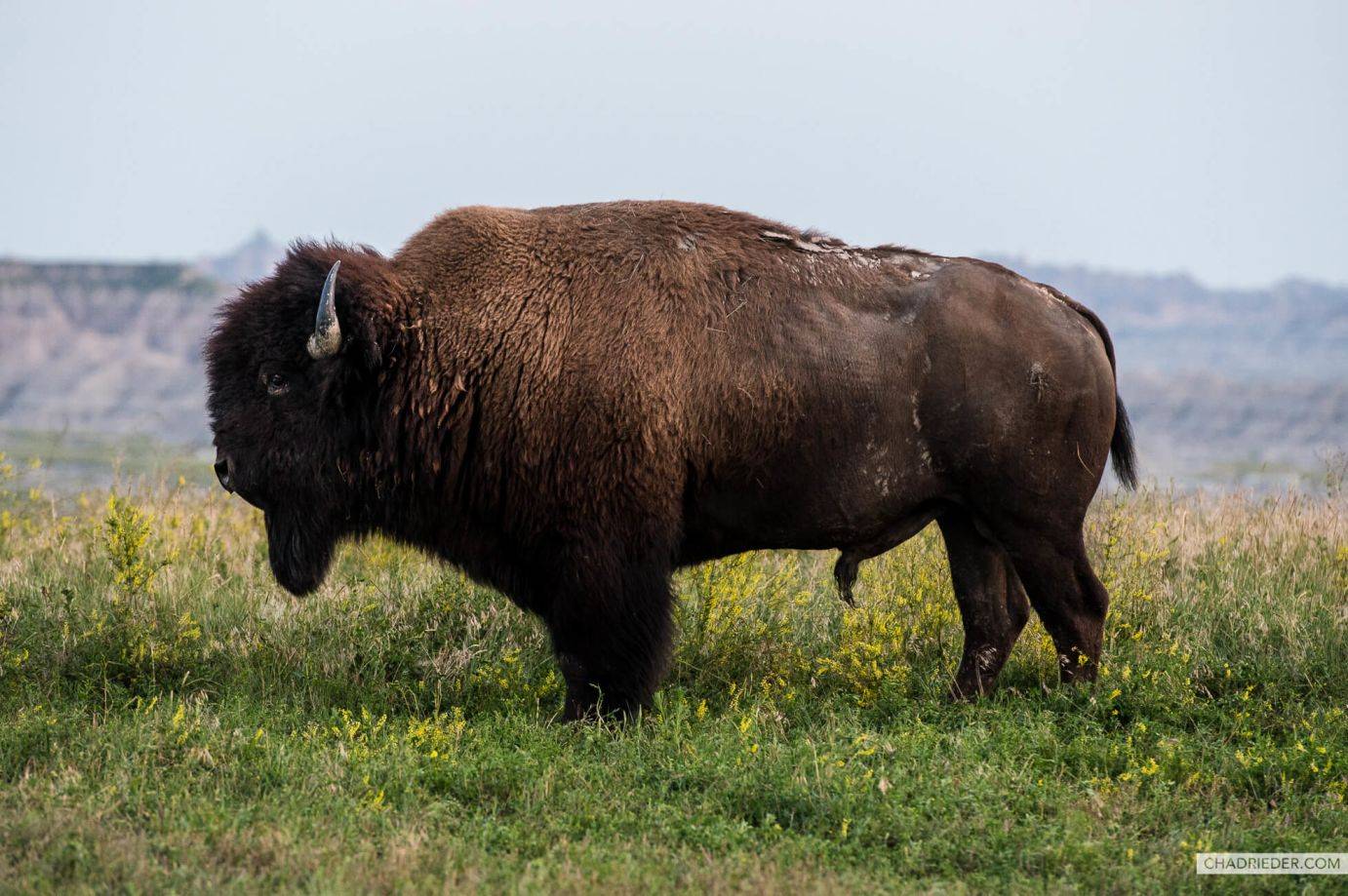 Badlands bison