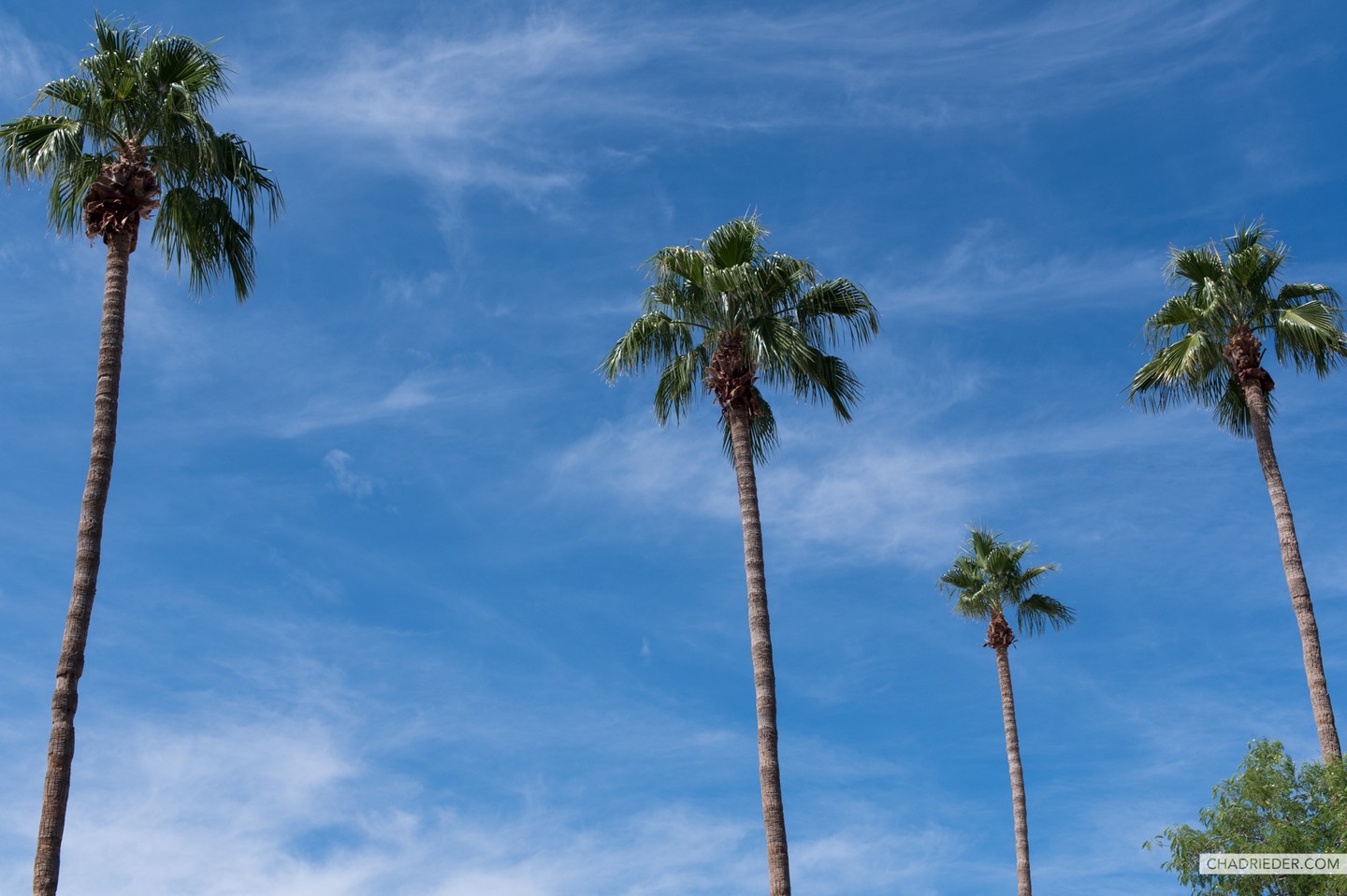 Scottsdale, AZ palm trees