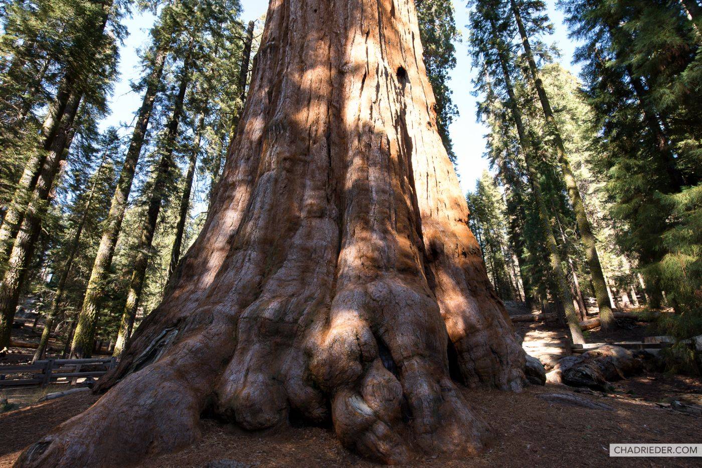General Sherman sequoia