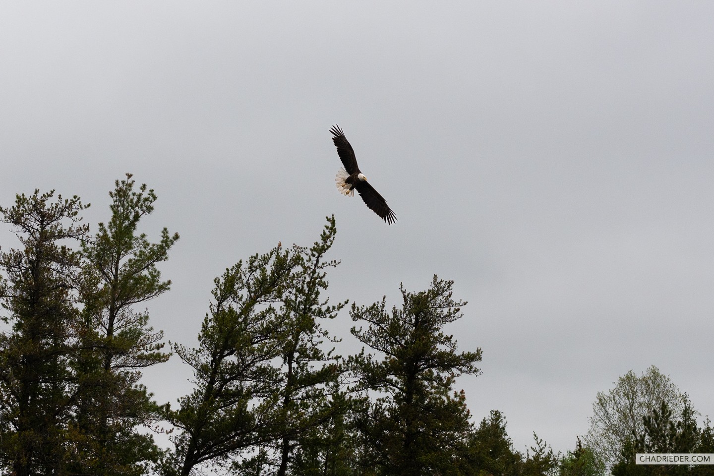 bald eagle flying BWCA